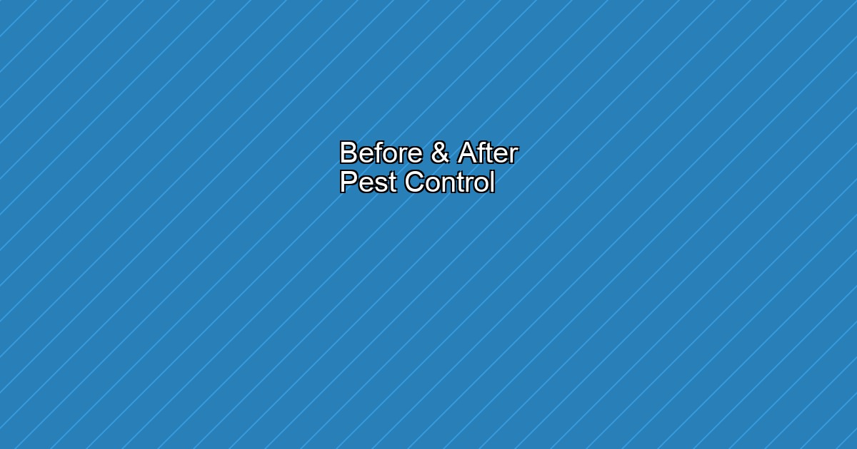 مكافحة حشرات في أبوظبي — قبل وبعد خدمة رفيق